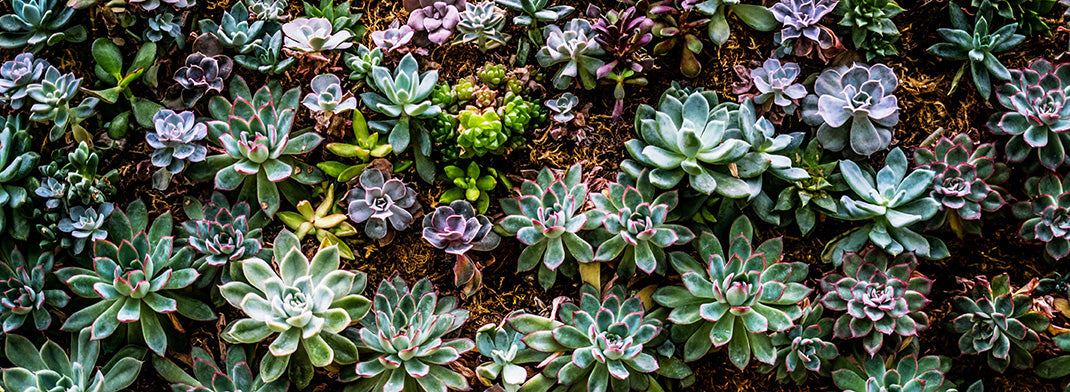 Succulent Plant Wall